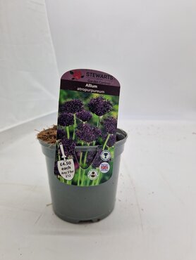 Allium Atropurpureum Potted Bulb 1 Litre