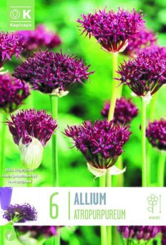 Allium Atropurpureum x 6