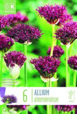 Allium Atropurpureum x 6