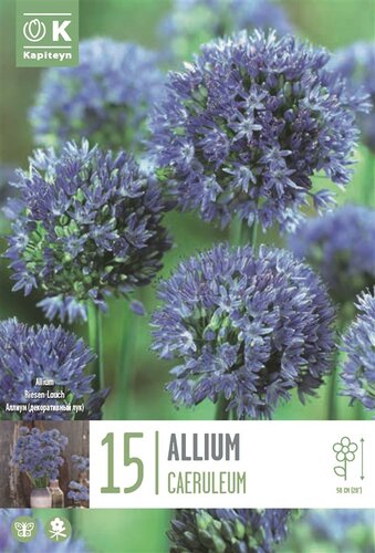 Allium Caeruleum
