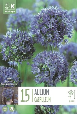 Allium Caeruleum
