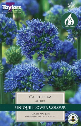 Allium Caeruleum x 8