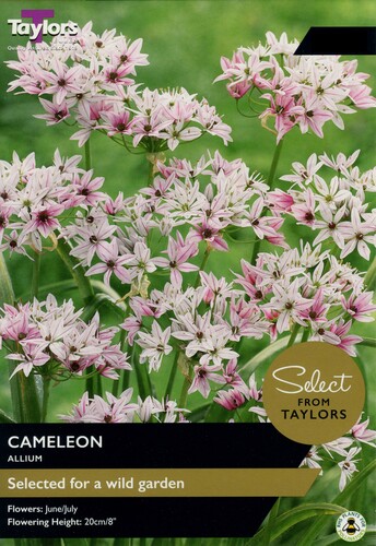 Allium Cameleon x 18