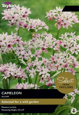 Allium Cameleon x 18