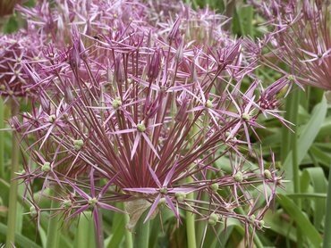 Allium Christophii 1.5 Litre