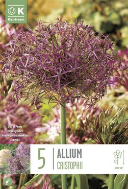 Allium Christophii