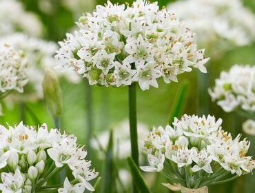 Allium Cliffs Of Dover 2 Litre