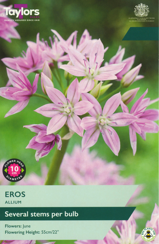 Allium Eros