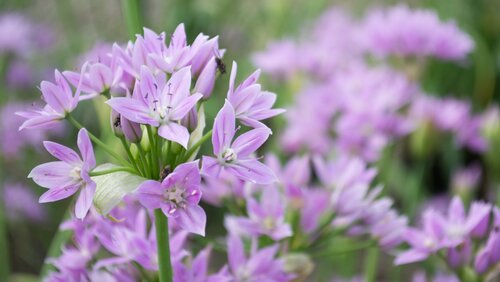 Allium Eros 3 Litre