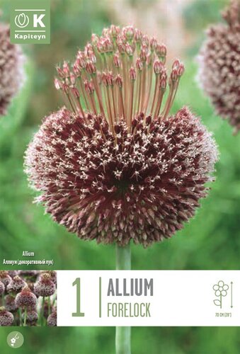 Allium Forelock