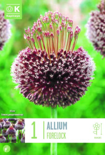 Allium Forelock x 1