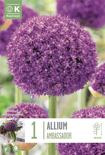 Allium giganteum Ambassador