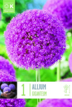 Allium Giganteum x 1