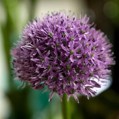 Allium Gladiator 1.5 Litre