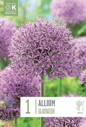 Allium Gladiator