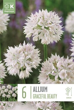 Allium Graceful Beauty