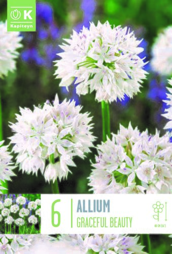 Allium Gracefull Beauty x 6