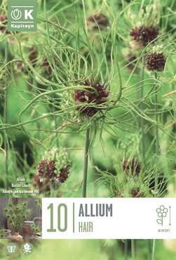 Allium Hair