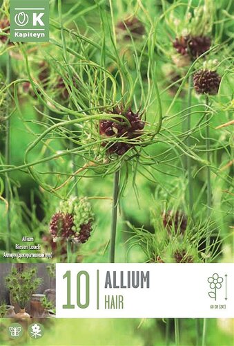 Allium Hair