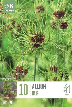 Allium Hair