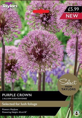 Allium Karataviense Purple Crown x 2