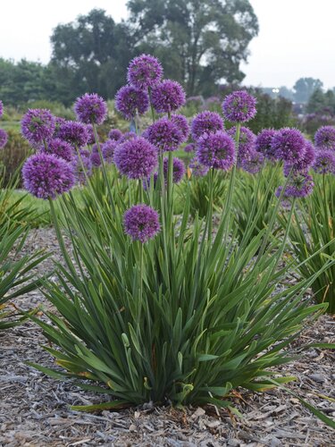 Allium Lavender Bubbles 3 Litre