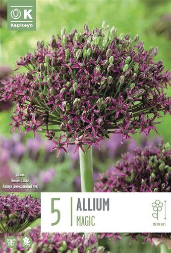 Allium Magic