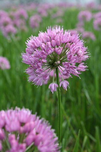 Allium Millennium 5 Litre