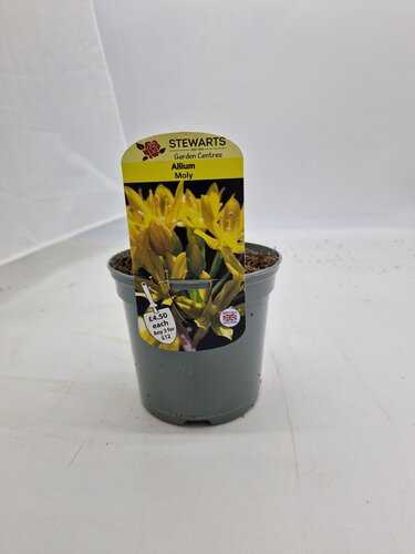 Allium Moly Potted Bulb 1 Litre