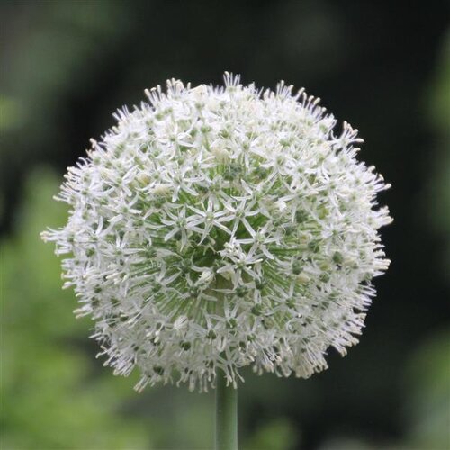 Allium Mont Blanc 1.5 Litre