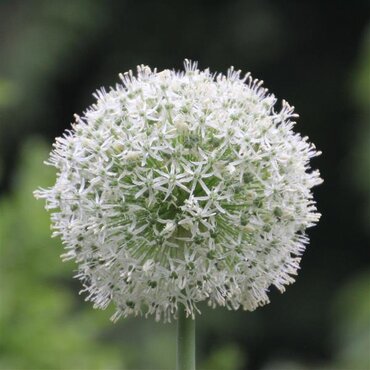 Allium Mont Blanc 1.5 Litre