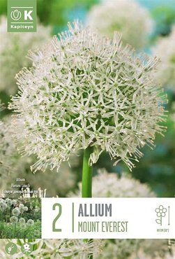 Allium Mount Everest