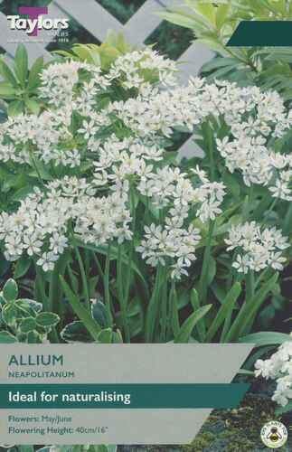 Allium Neapolitanum