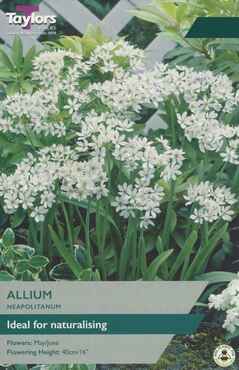 Allium Neapolitanum