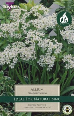 Allium Neapolitanum