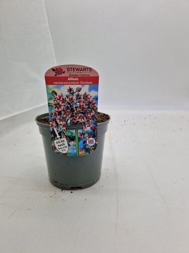 Allium Nectaroscordum Siculum Potted Bulb 1 Litre