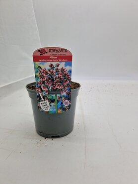Allium Nectaroscordum Siculum Potted Bulb 1 Litre