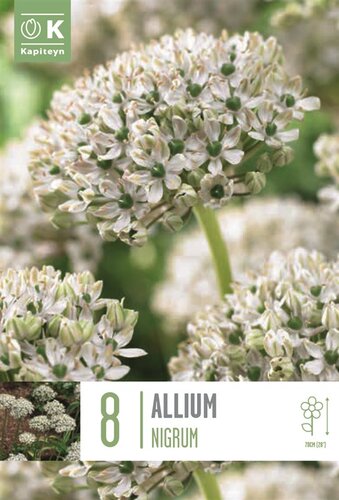 Allium Nigrum
