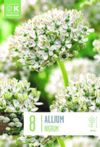 Allium Nigrum x 8