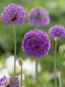 Allium Ostara 2 Litre