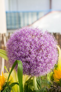 Allium Ostara 2 Litre