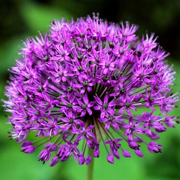 Allium Purple Rain 1.5 Litre
