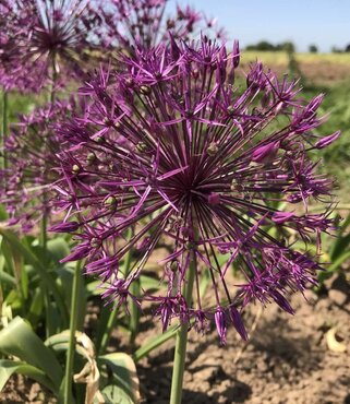 Allium Purple Rain 1.5 Litre