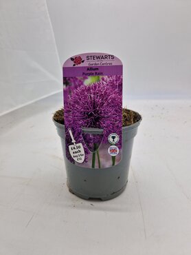 Allium Purple Rain Potted Bulb 1 Litre