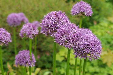 Allium Purple Sensation 3 Litre