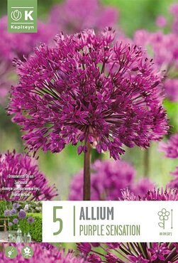 Allium Purple Sensation