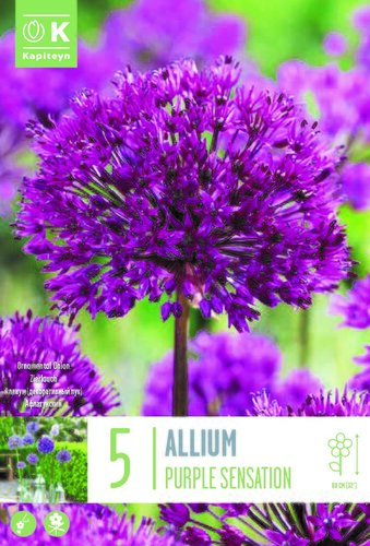 Allium Purple Sensation