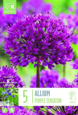 Allium Purple Sensation