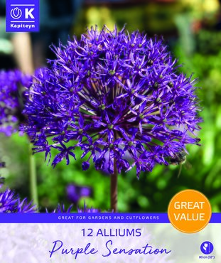 Allium Purple Sensation Promo Pack