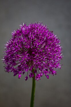 Allium Red Giant 2 Litre